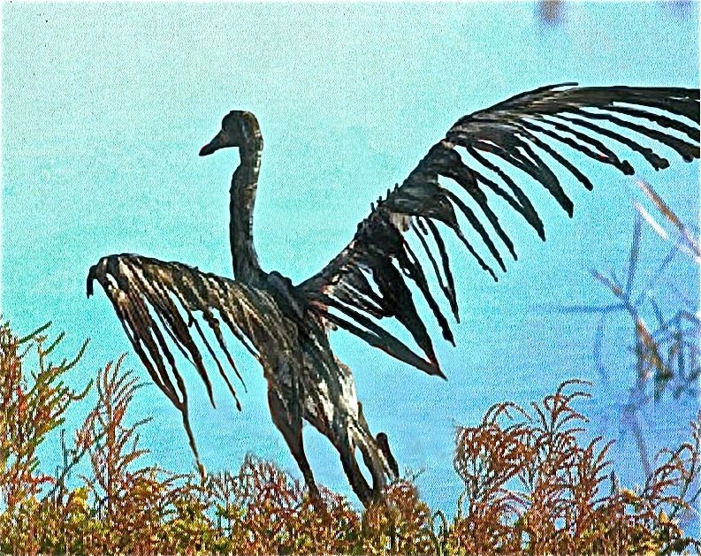 An oil soaked bird attempts flight - fb.com